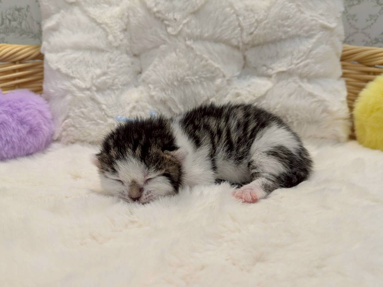 赤ちゃん写真1-2
