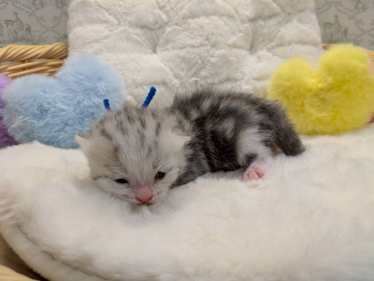 赤ちゃん写真1-2