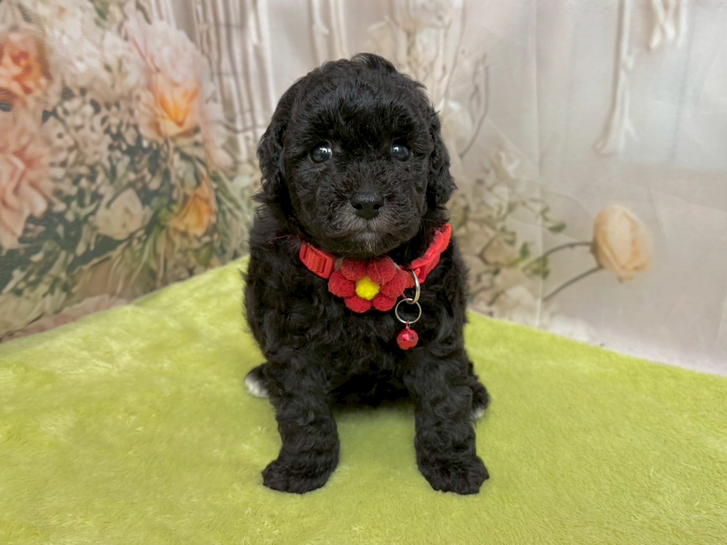 トイ・プードルの子犬（メス♀） 熊谷ニットーモール店｜ペット
