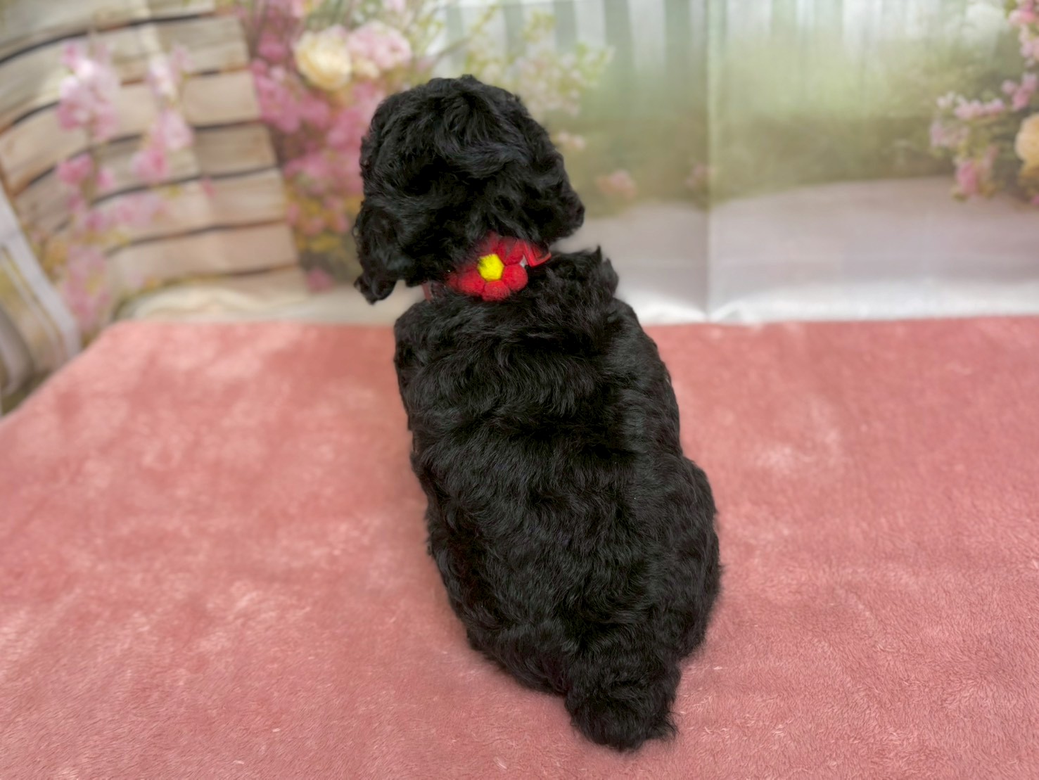 たまにオリジナルトイプードル産みます。 トイ・プードルの子犬（メス♀） 熊谷ニットーモール店｜ペット