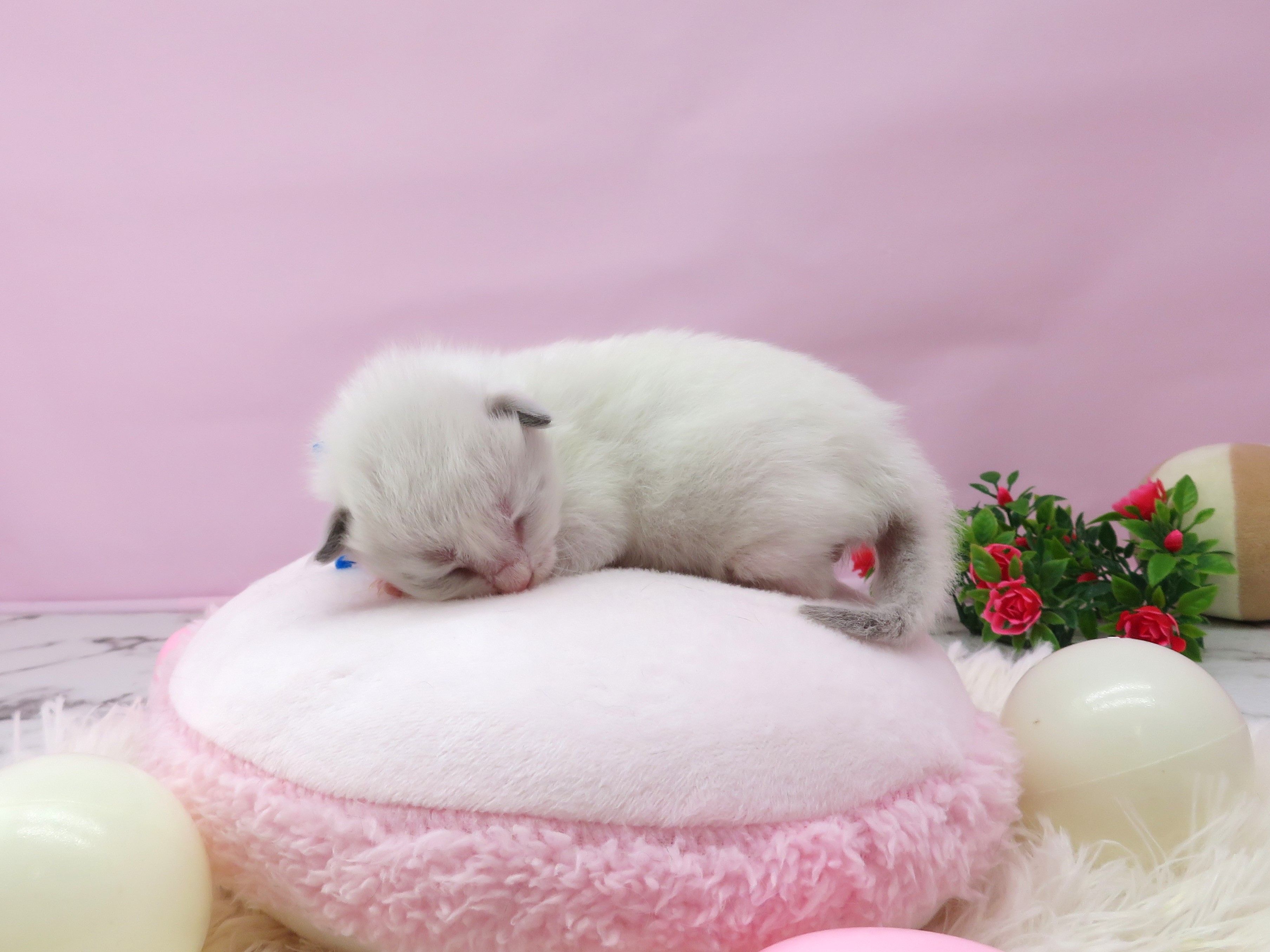 赤ちゃん写真1-2