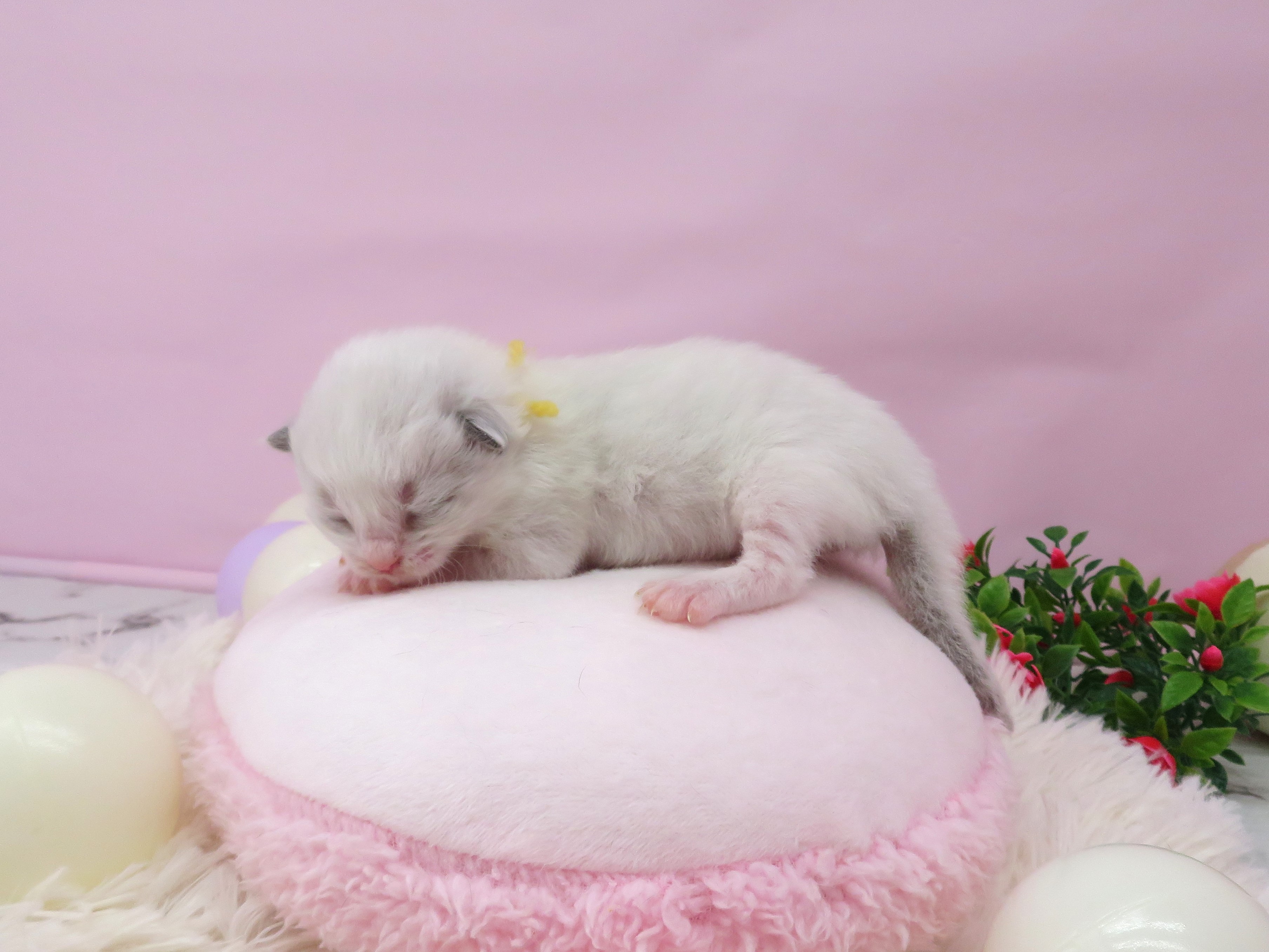 赤ちゃん写真1-2
