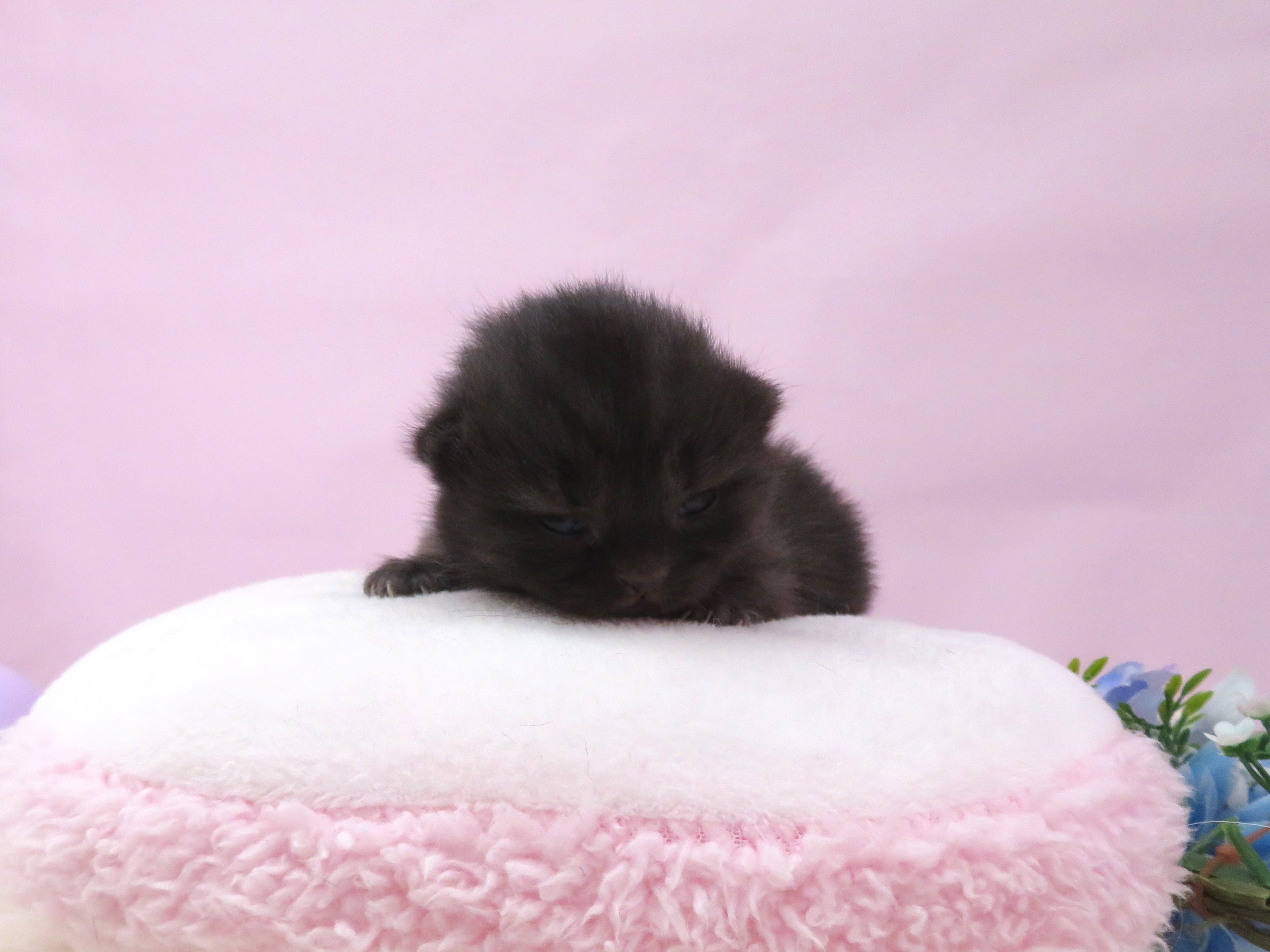 ブリティッシュショートヘアー