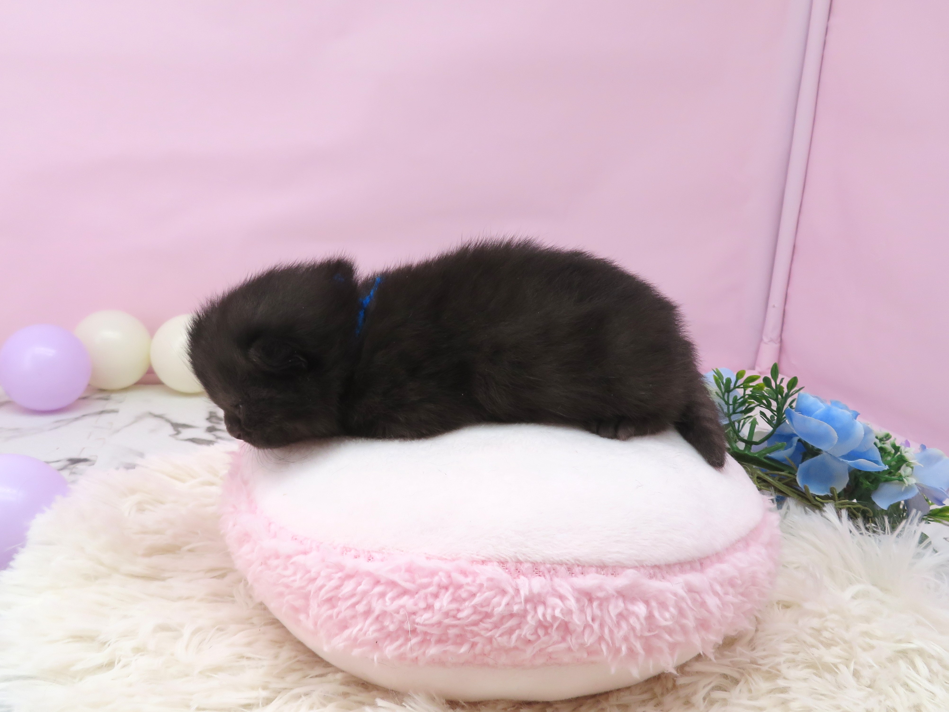 赤ちゃん写真1-2