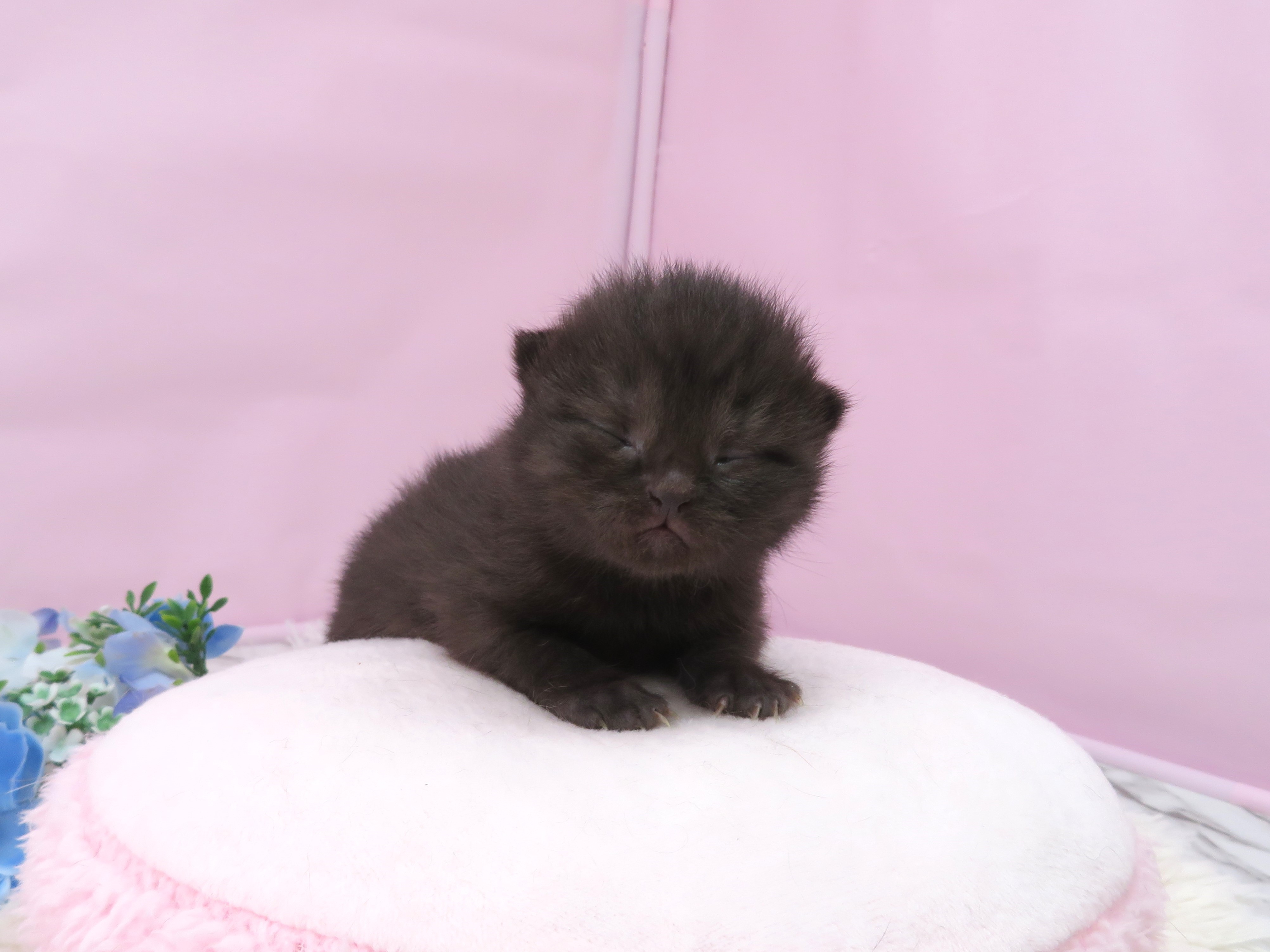 ブリティッシュショートヘアー