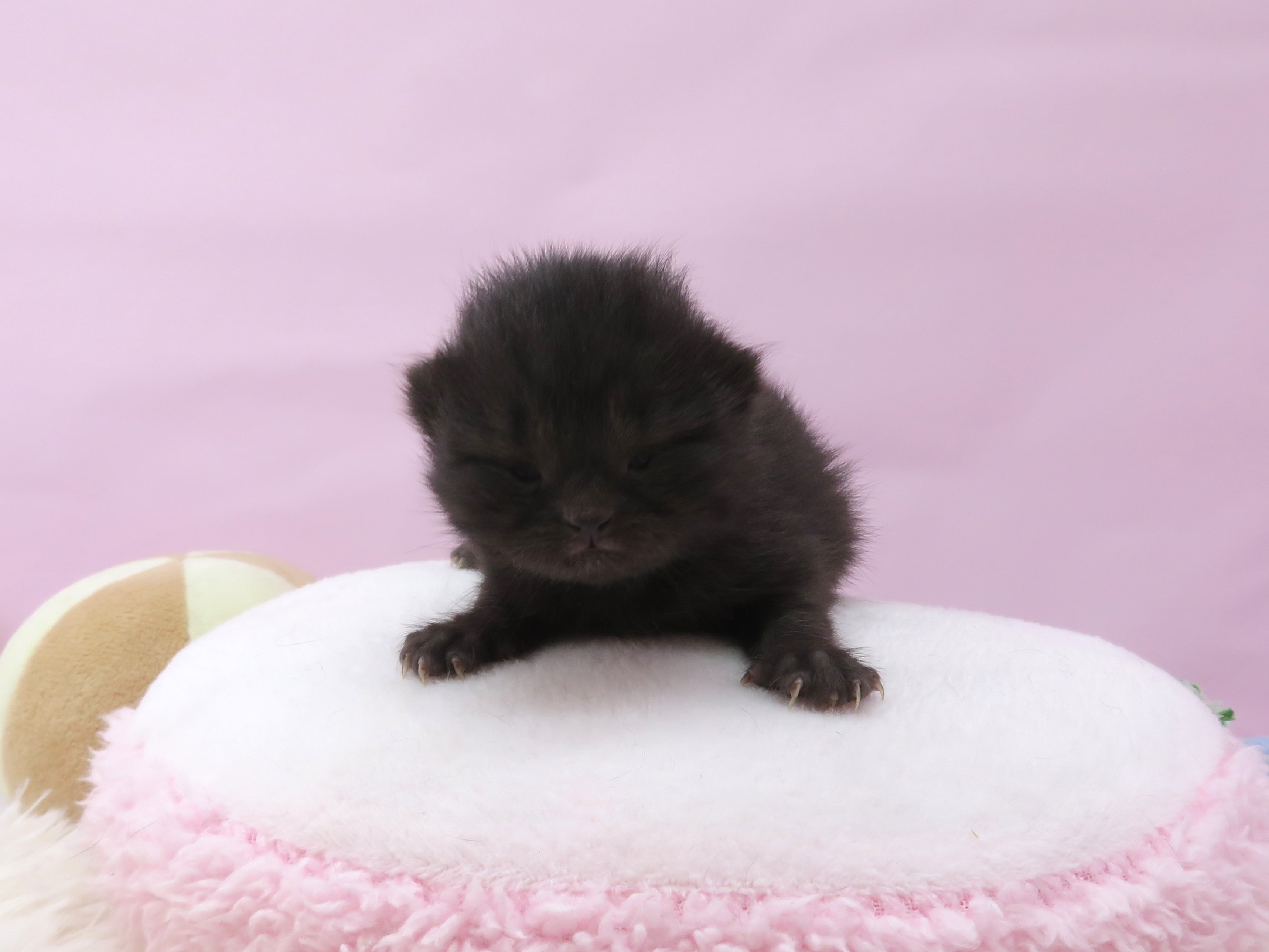 ブリティッシュショートヘアー