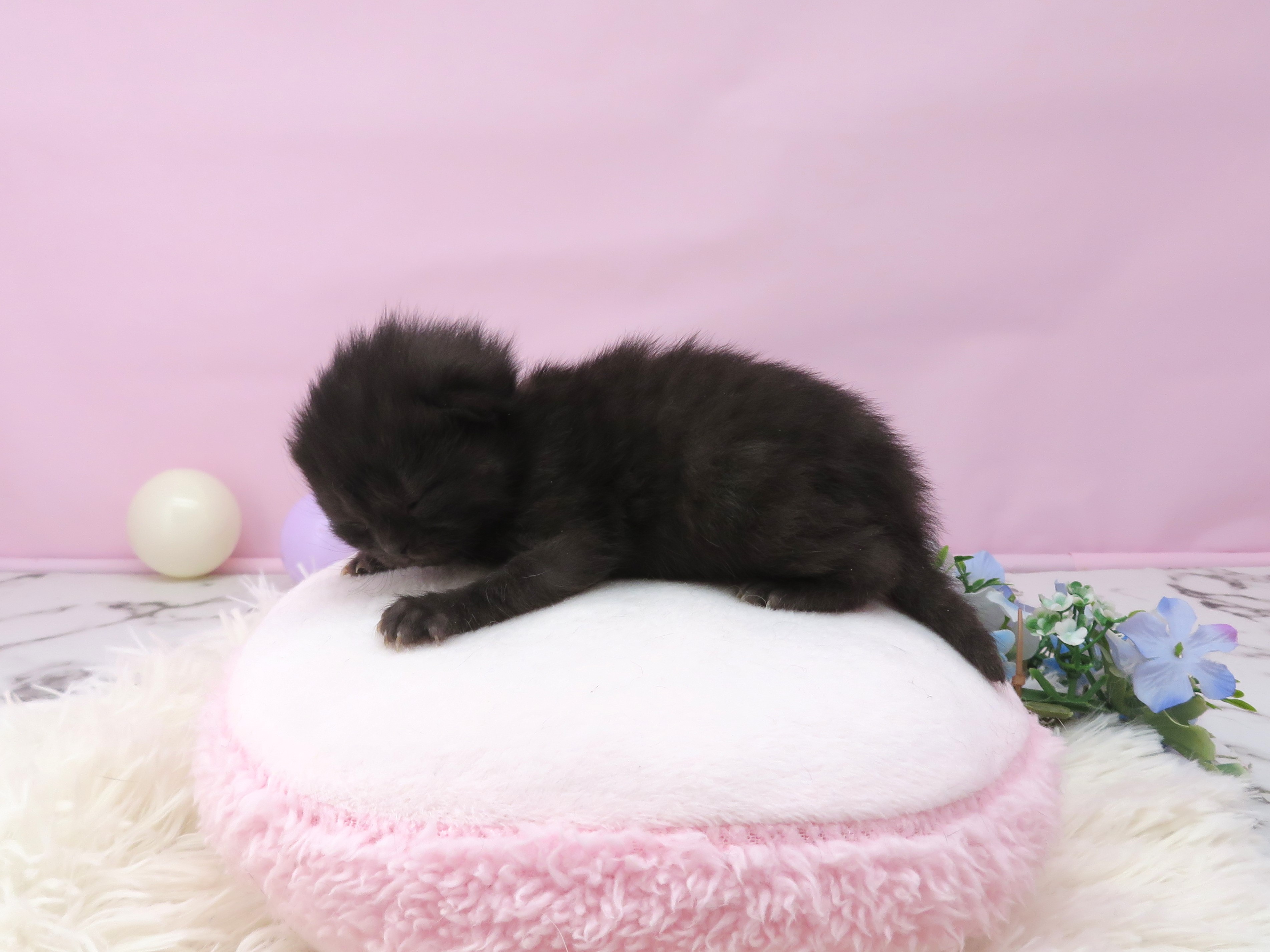 赤ちゃん写真1-2