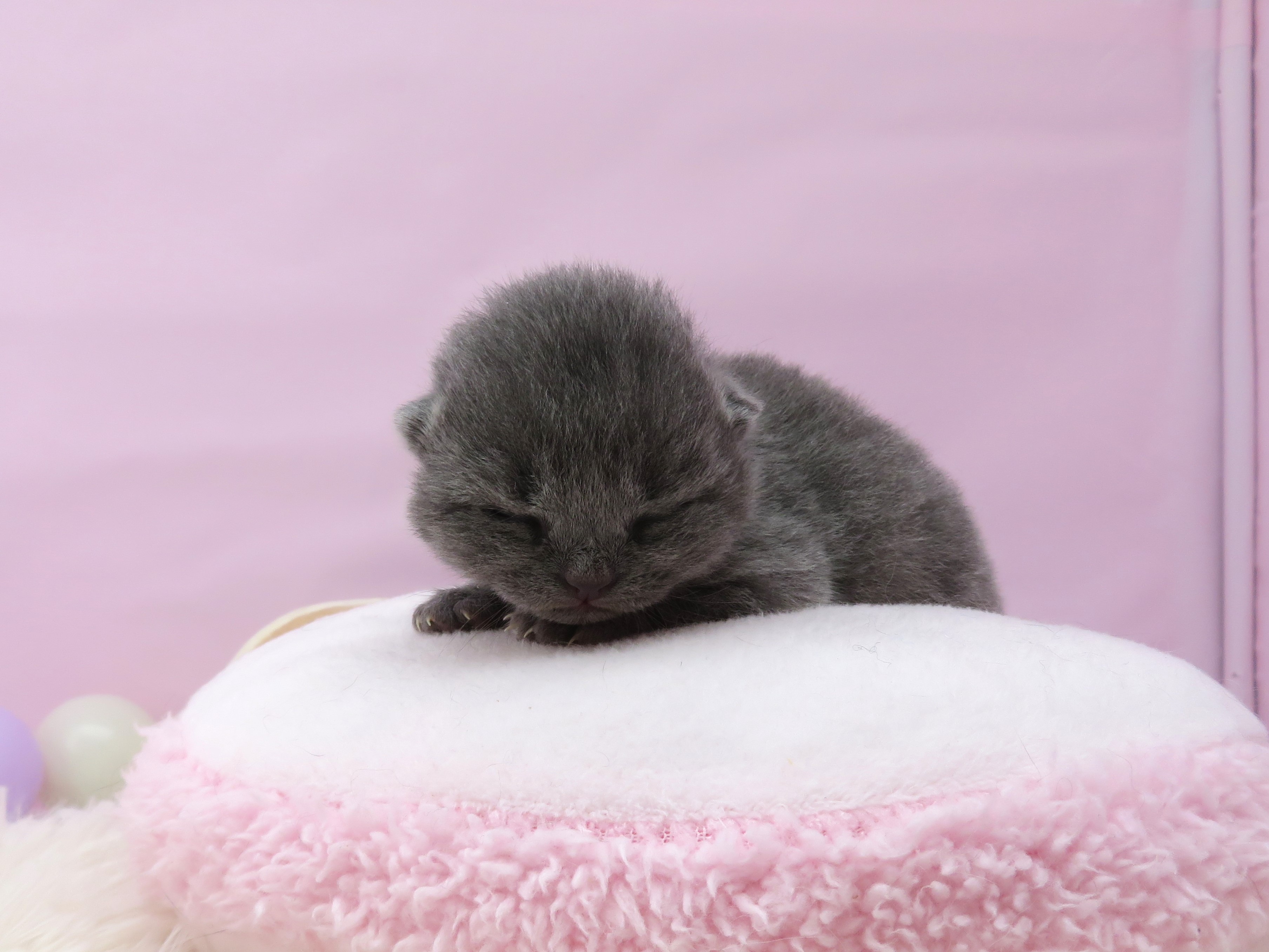 ブリティッシュショートヘアー