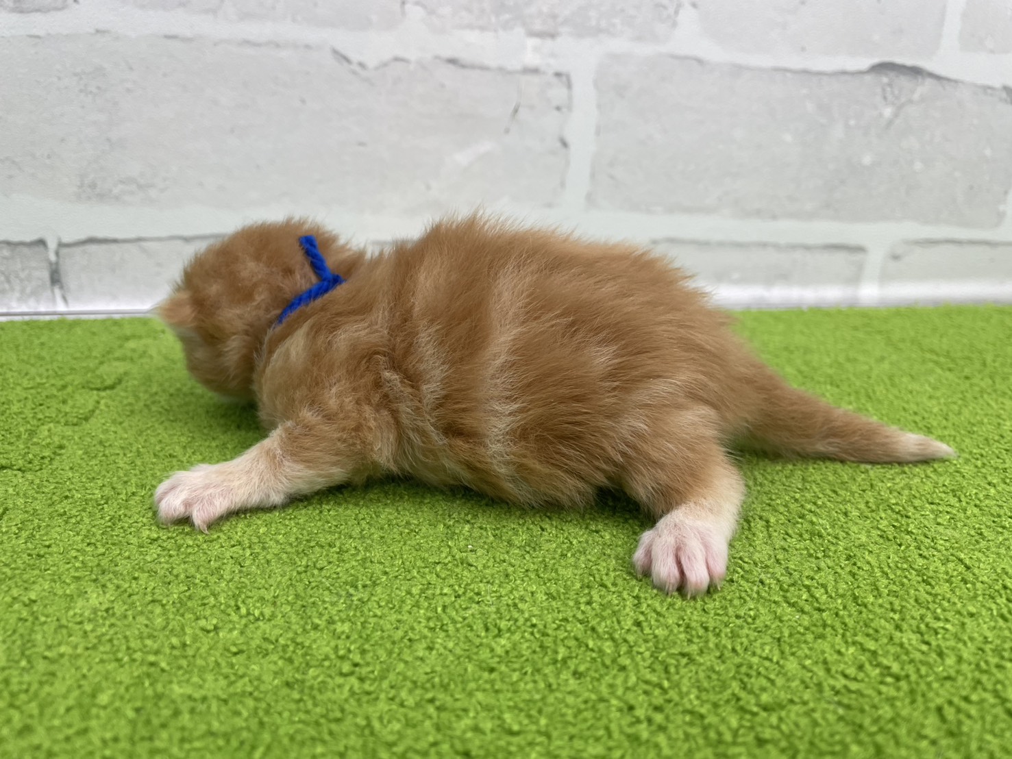 赤ちゃん写真1-2
