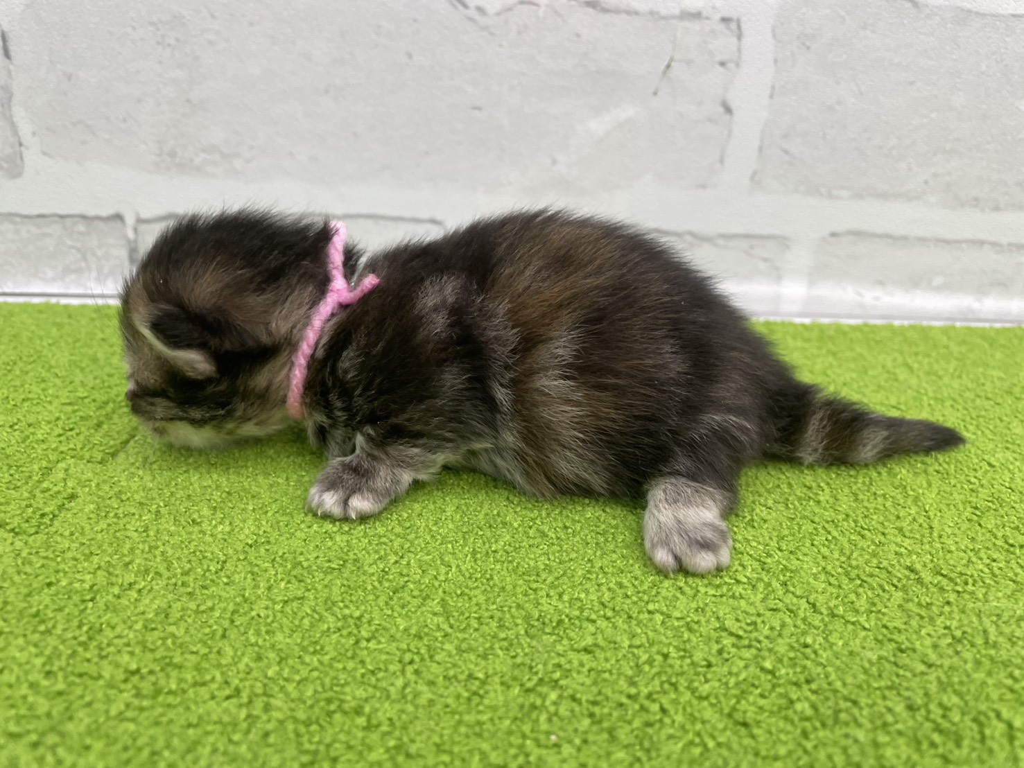 赤ちゃん写真1-2