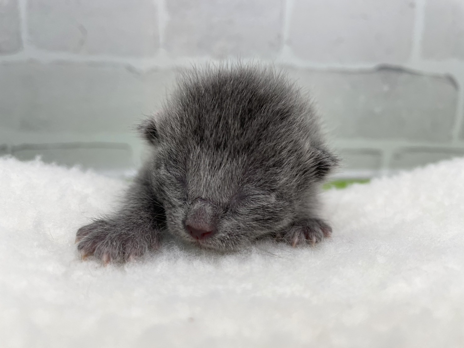 ロシアンブルー