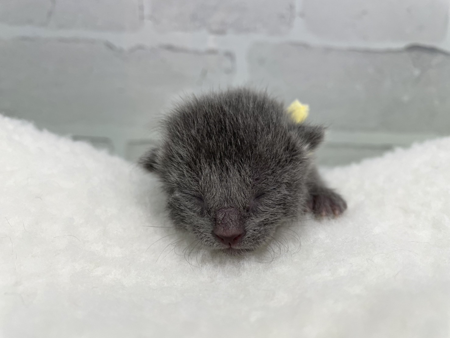 ロシアンブルー