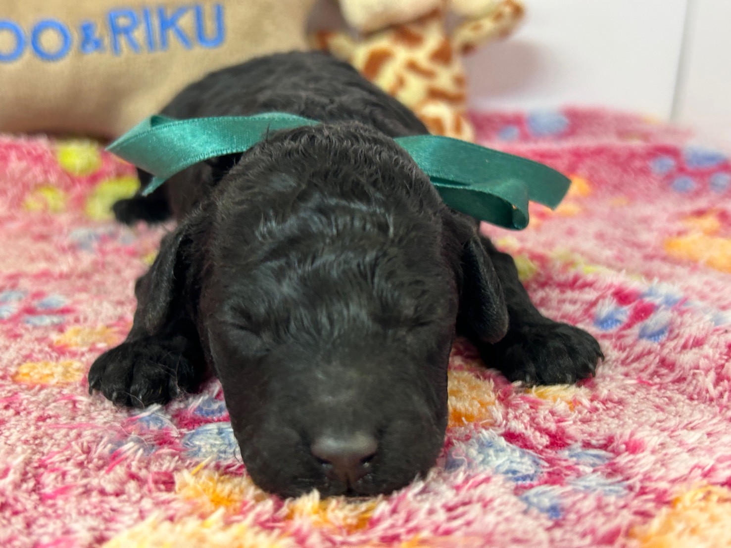 トイ・プードル