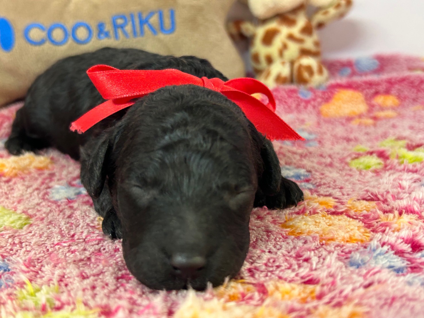 トイ・プードル