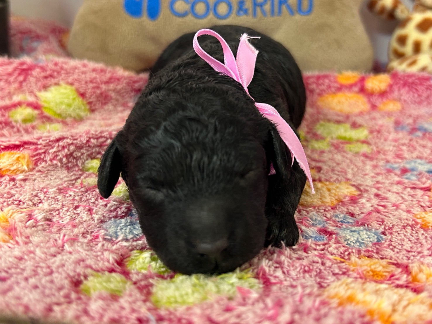 トイ・プードル