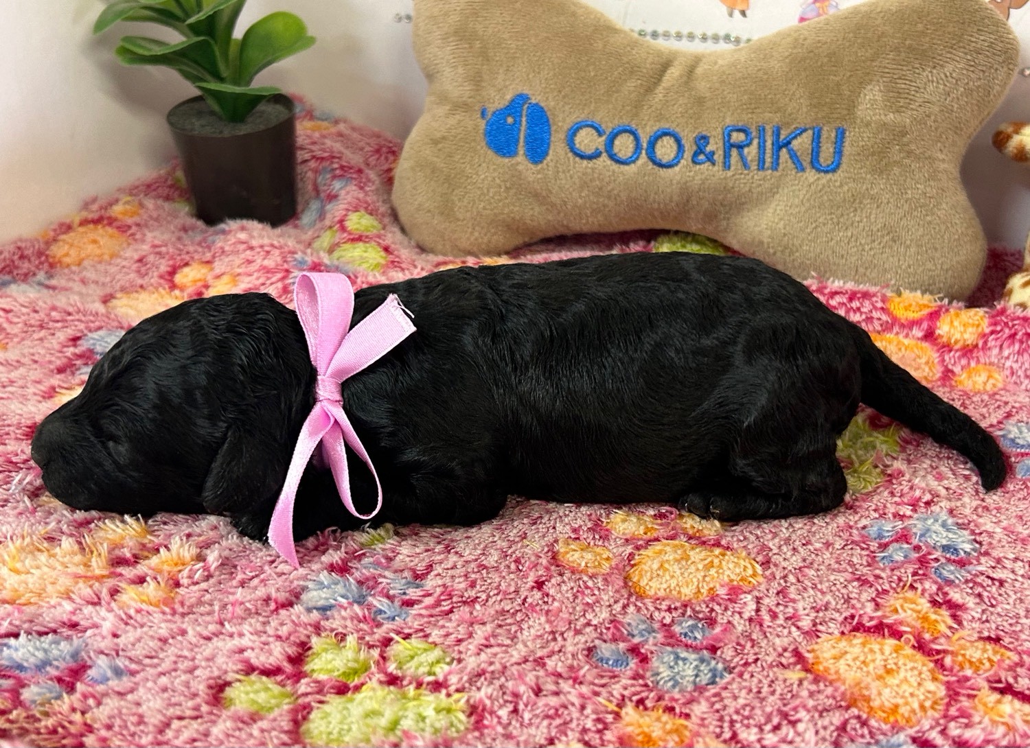 赤ちゃん写真1-2