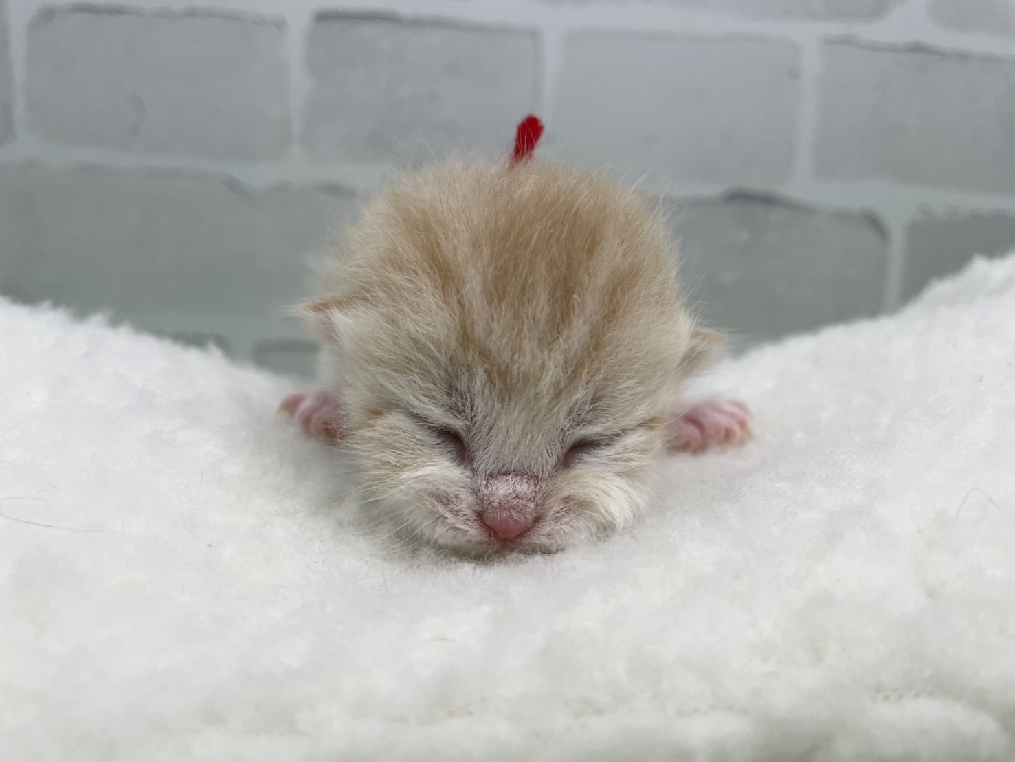 スコティッシュフォールド