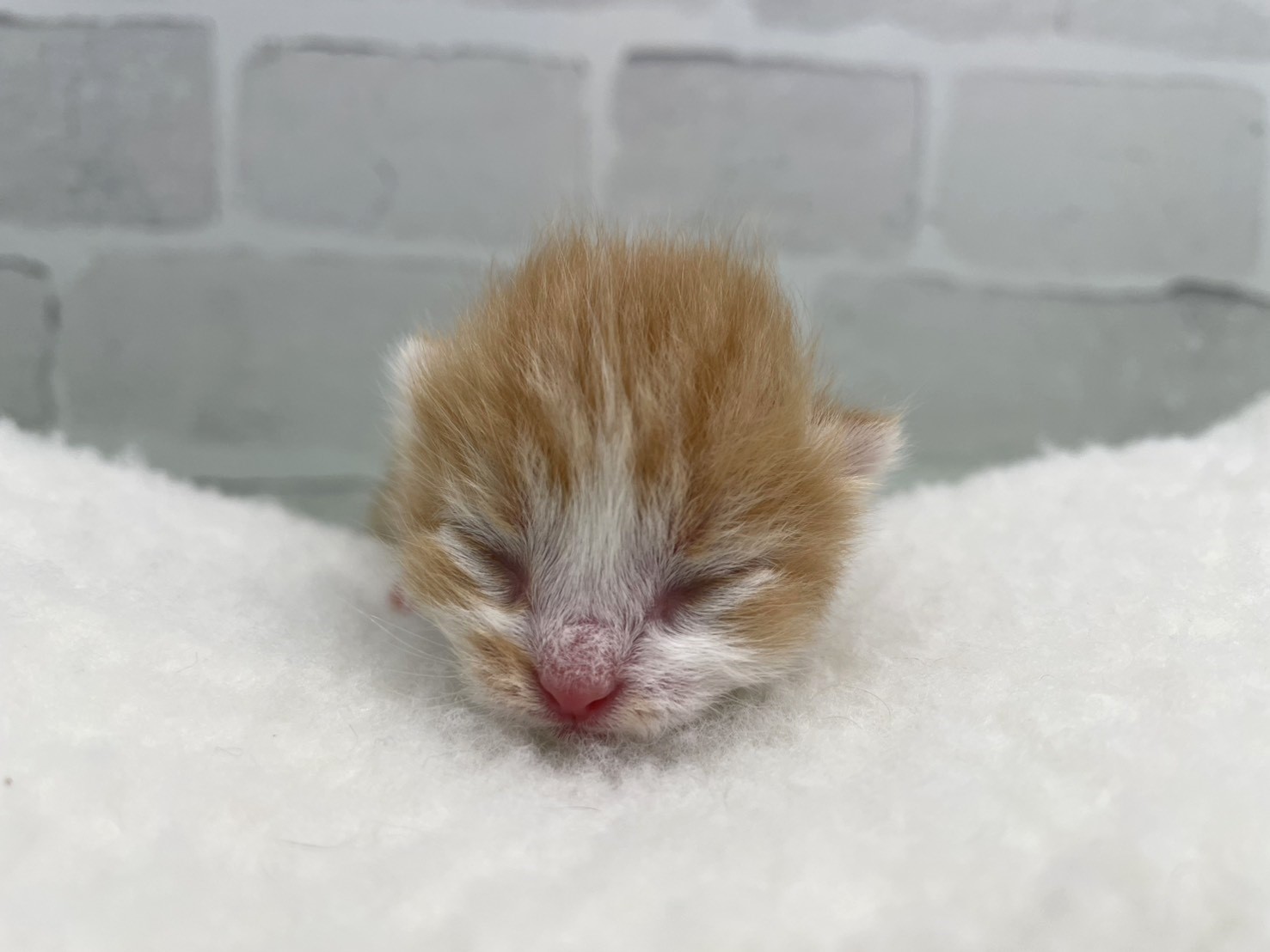 スコティッシュフォールド