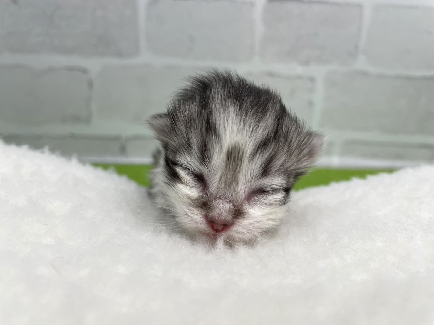 スコティッシュフォールド