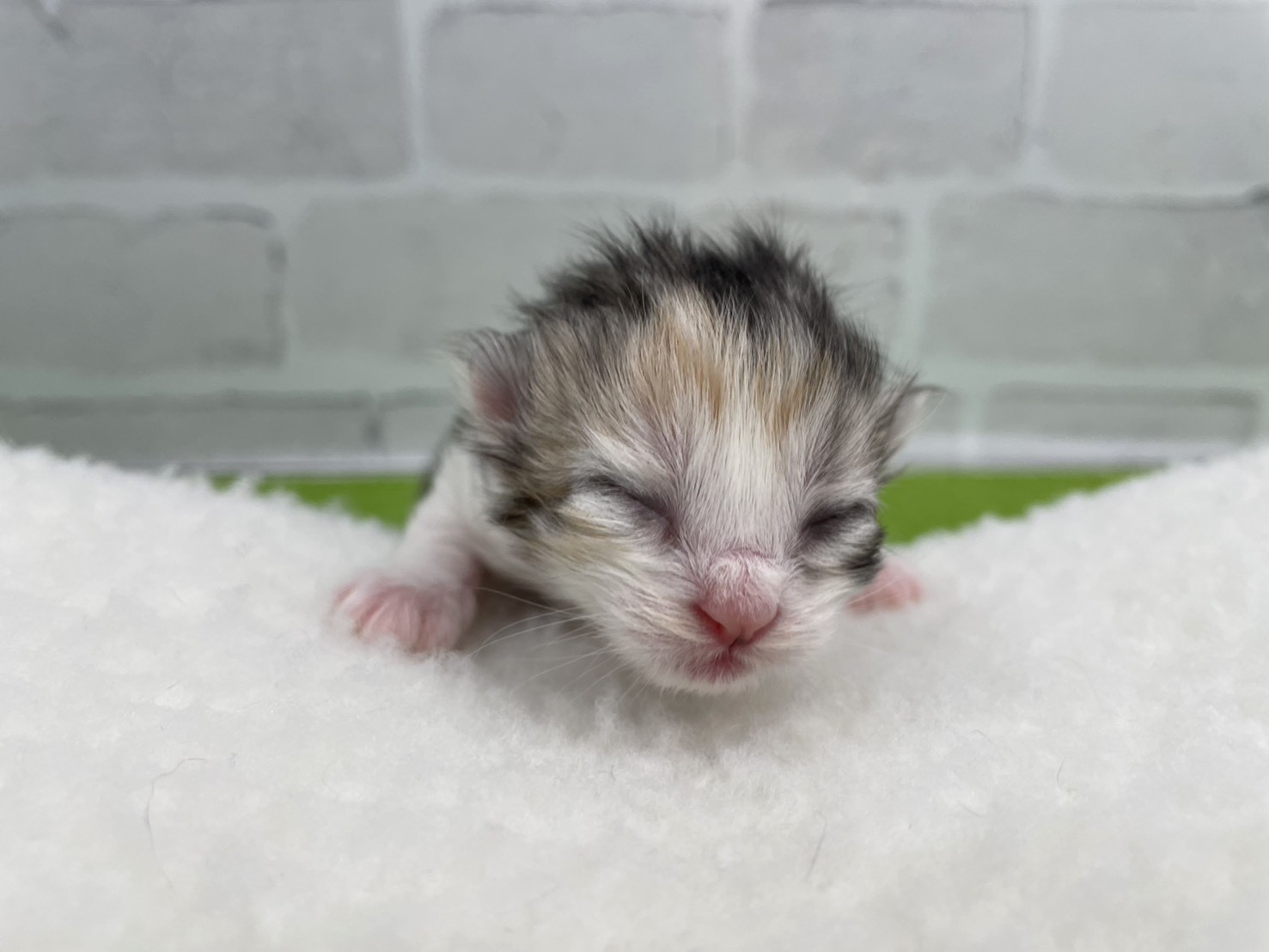 スコティッシュフォールド