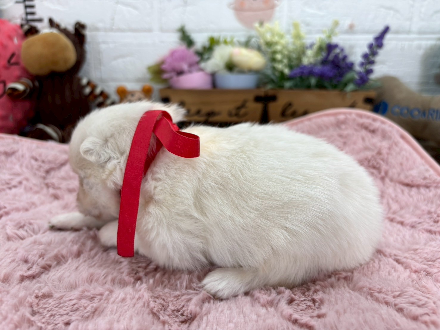 赤ちゃん写真2-2