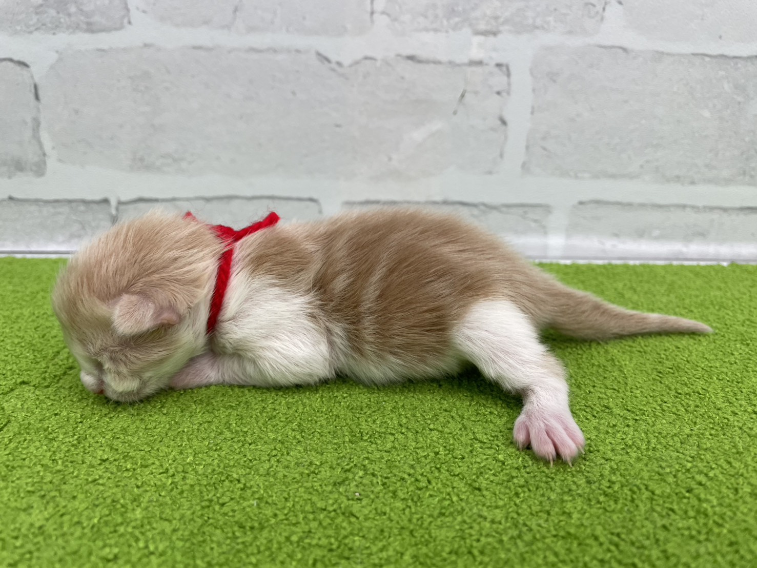 赤ちゃん写真1-2