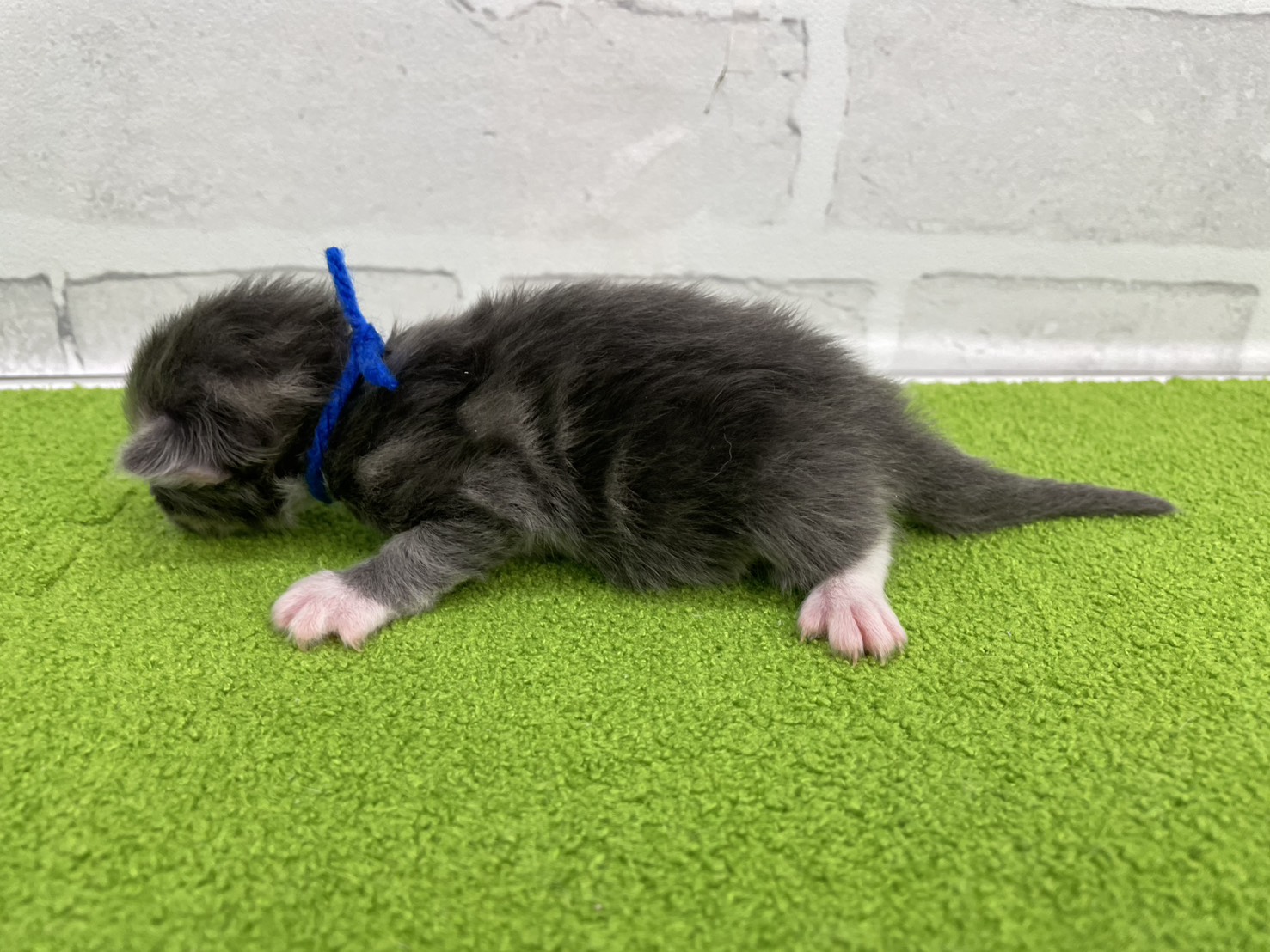 赤ちゃん写真1-2