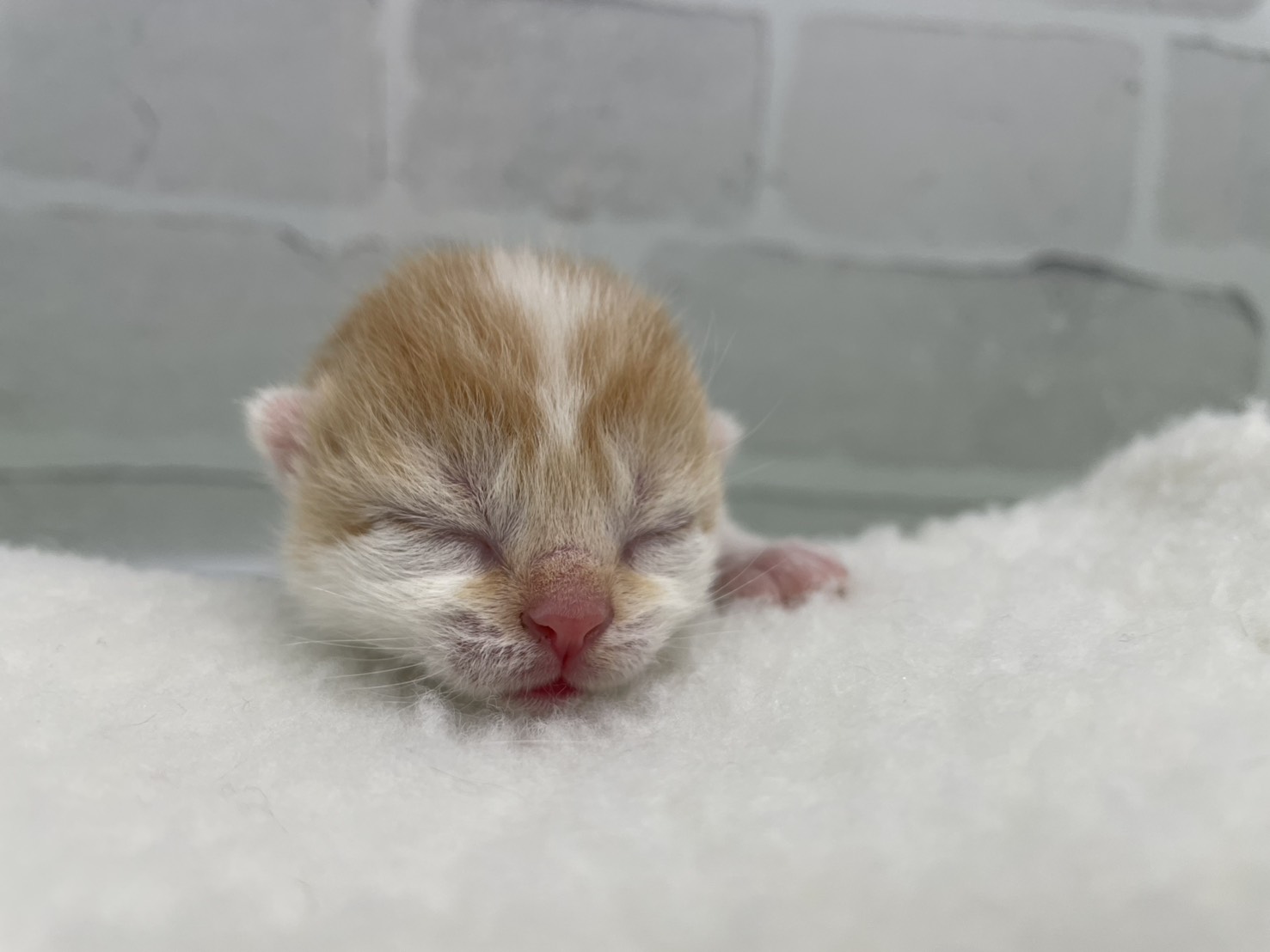 スコティッシュフォールド