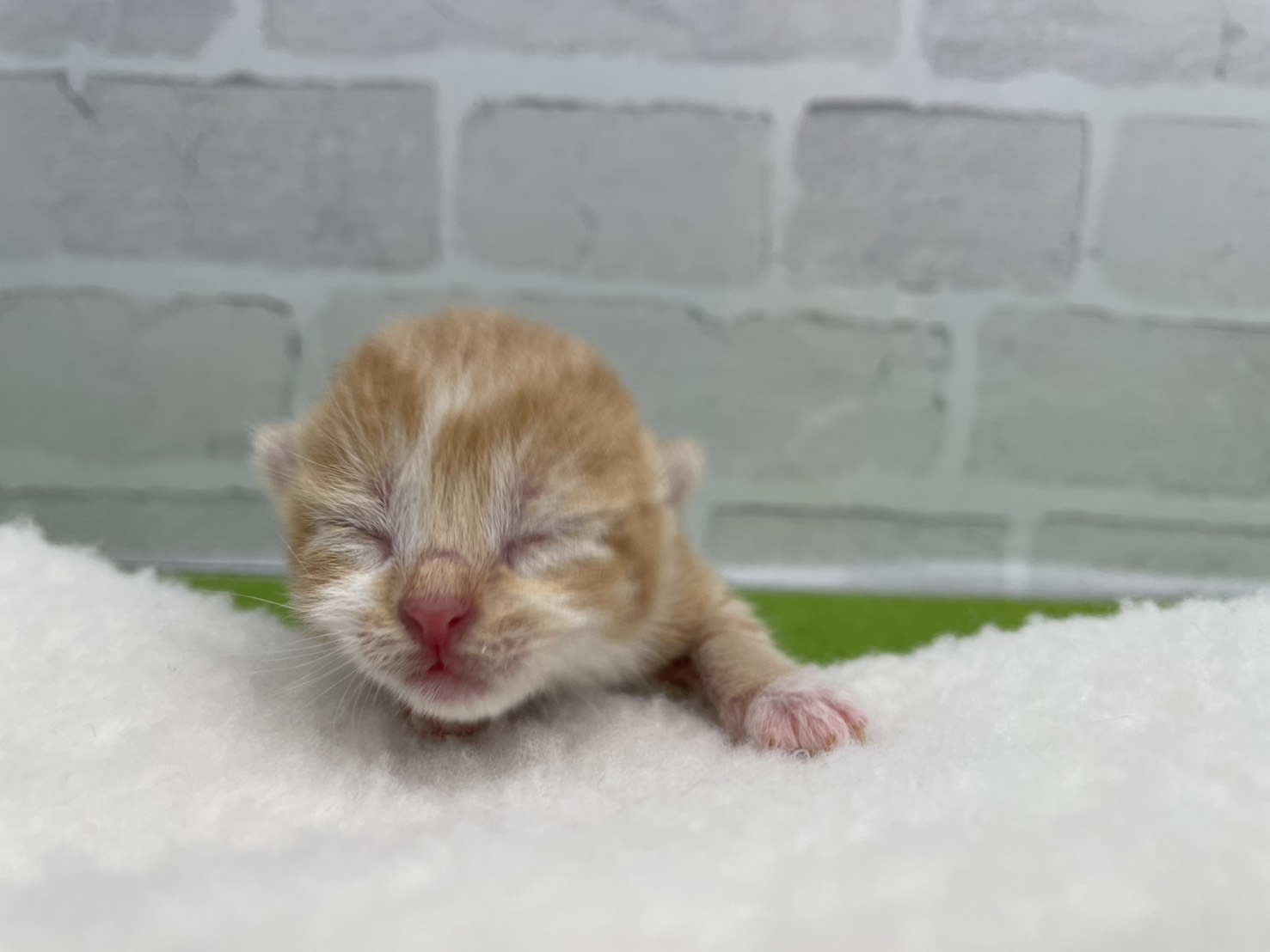 スコティッシュフォールド