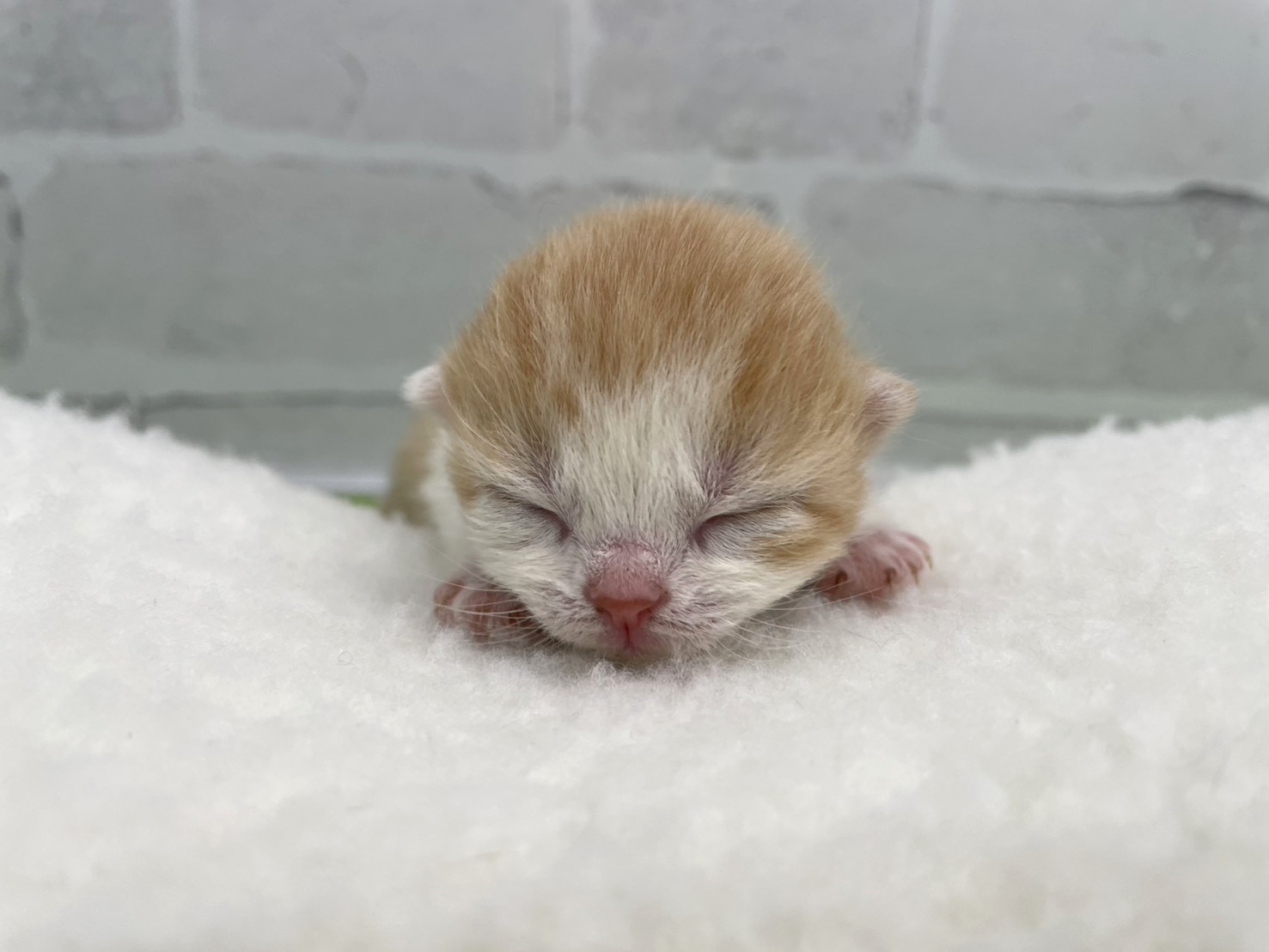 スコティッシュフォールド