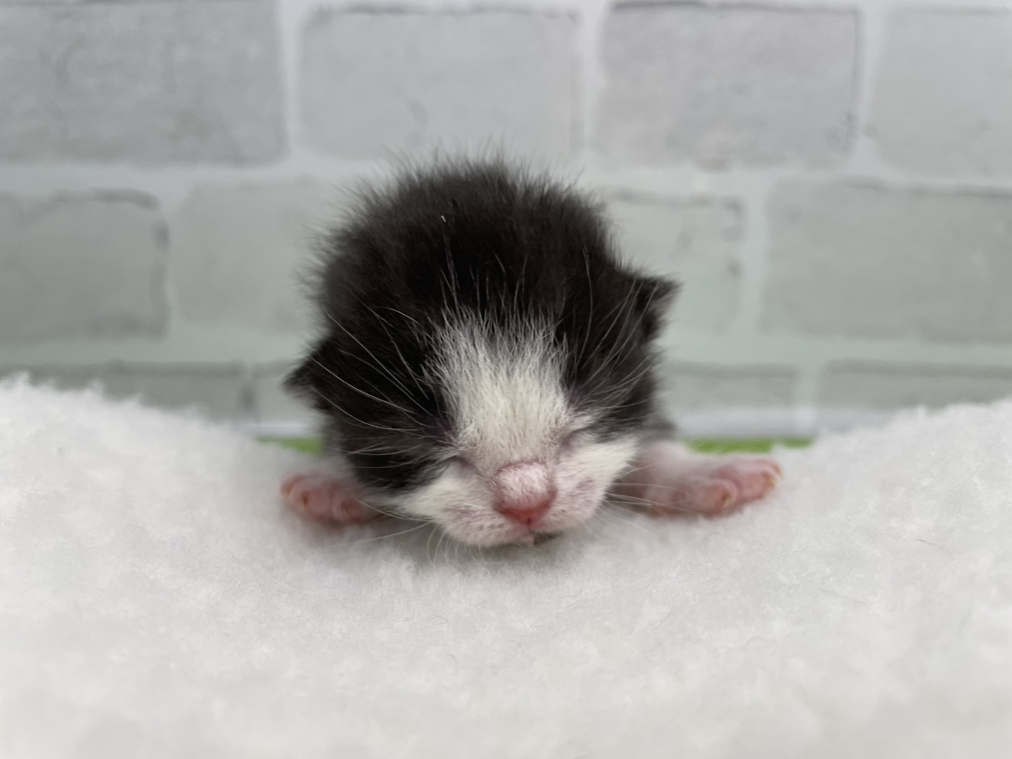 スコティッシュフォールド