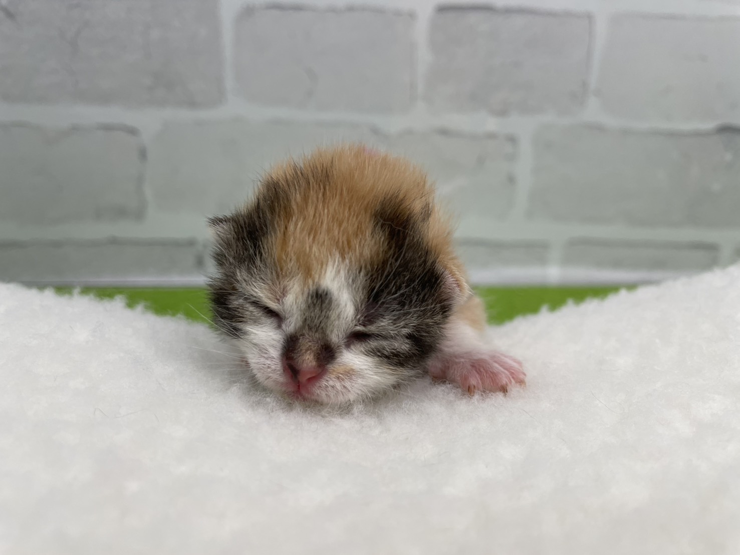 スコティッシュフォールド