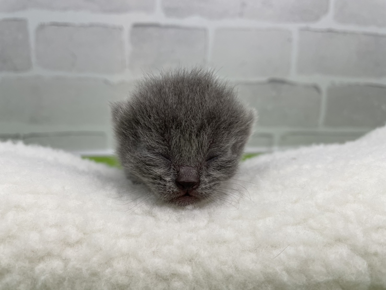 セルカークレックス