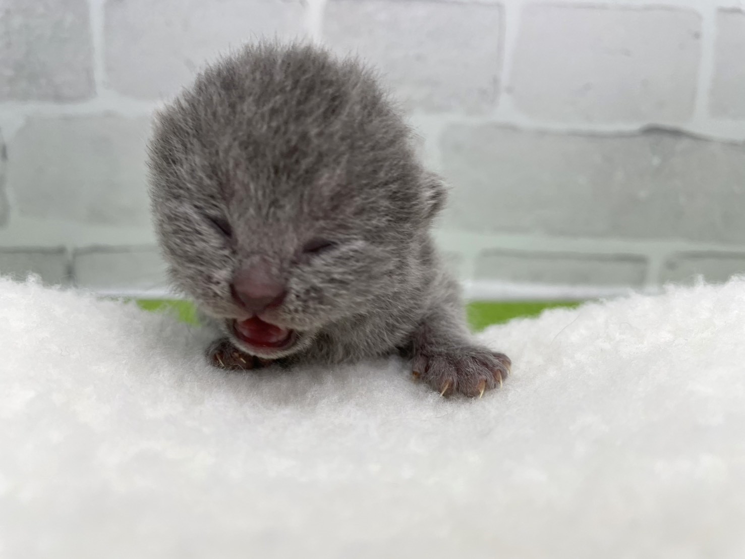 シャルトリュー