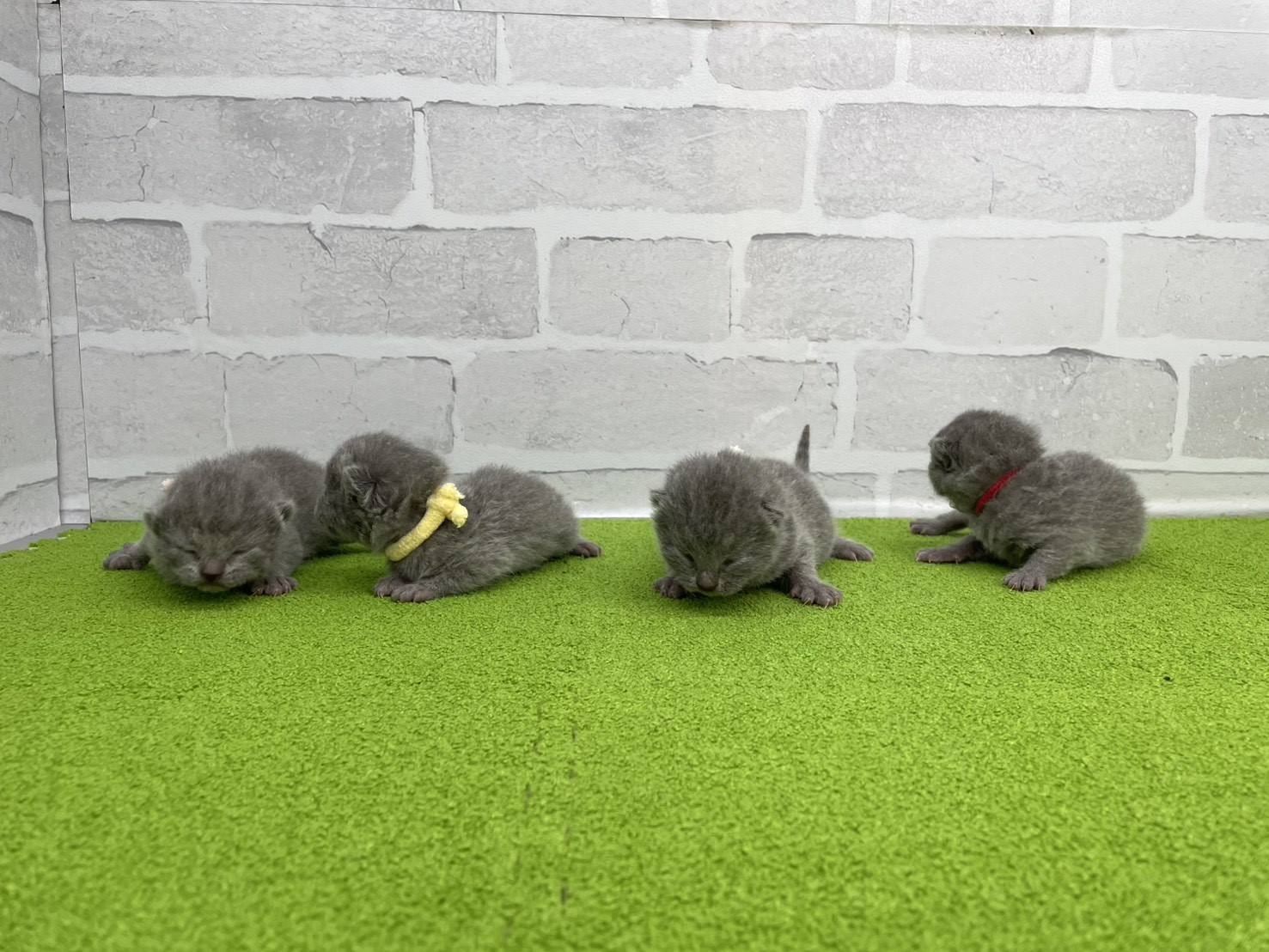 赤ちゃん写真1-3