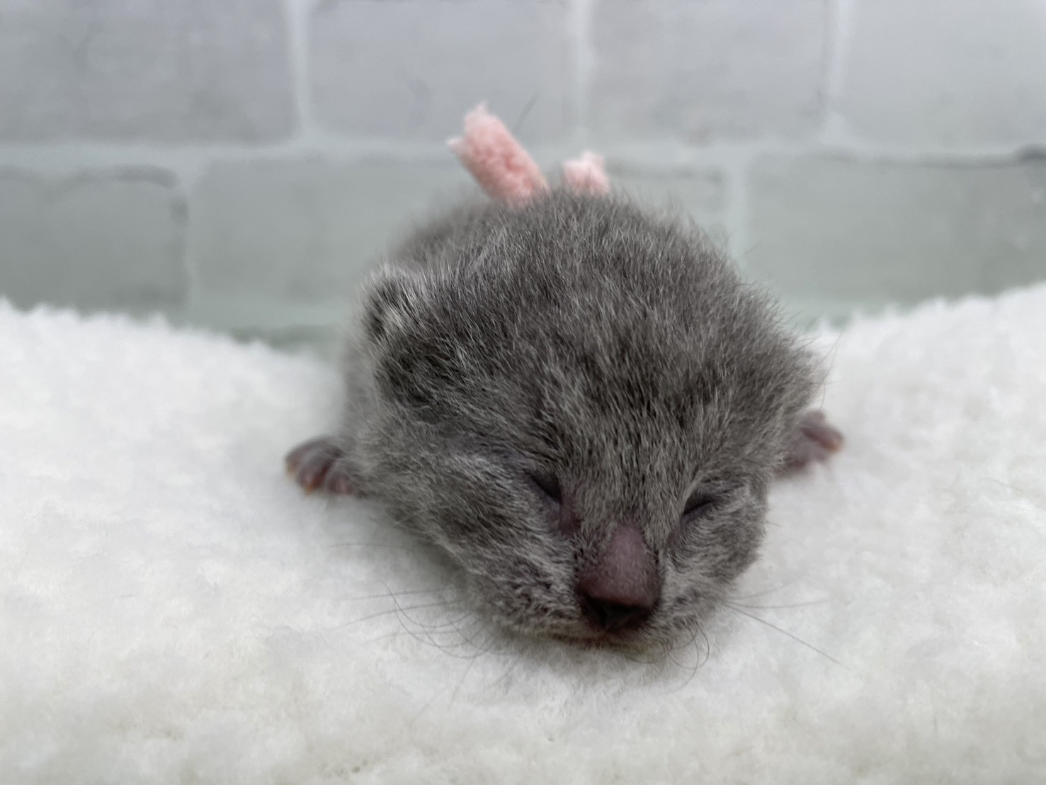 シャルトリュー