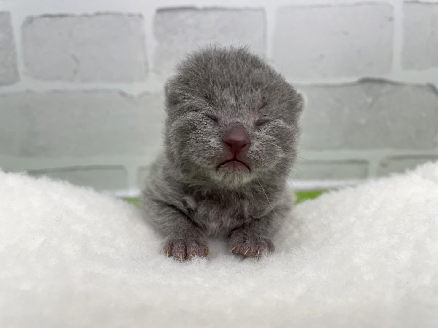 シャルトリュー