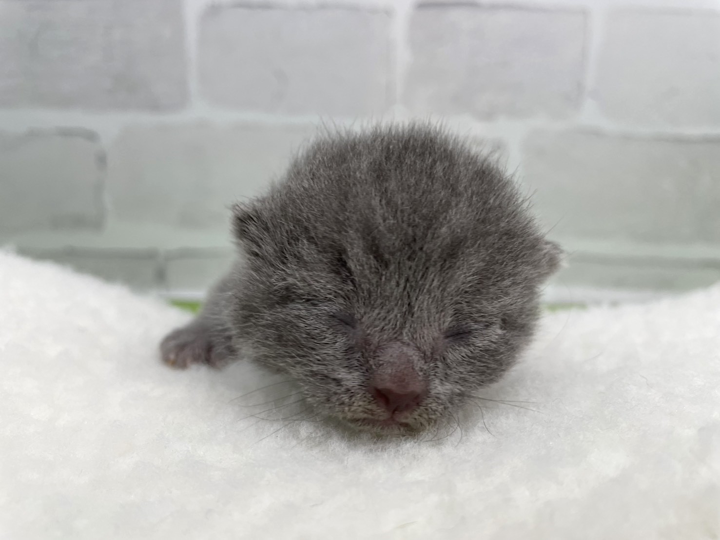 シャルトリュー