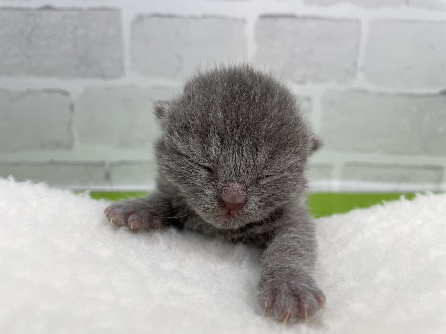 シャルトリュー