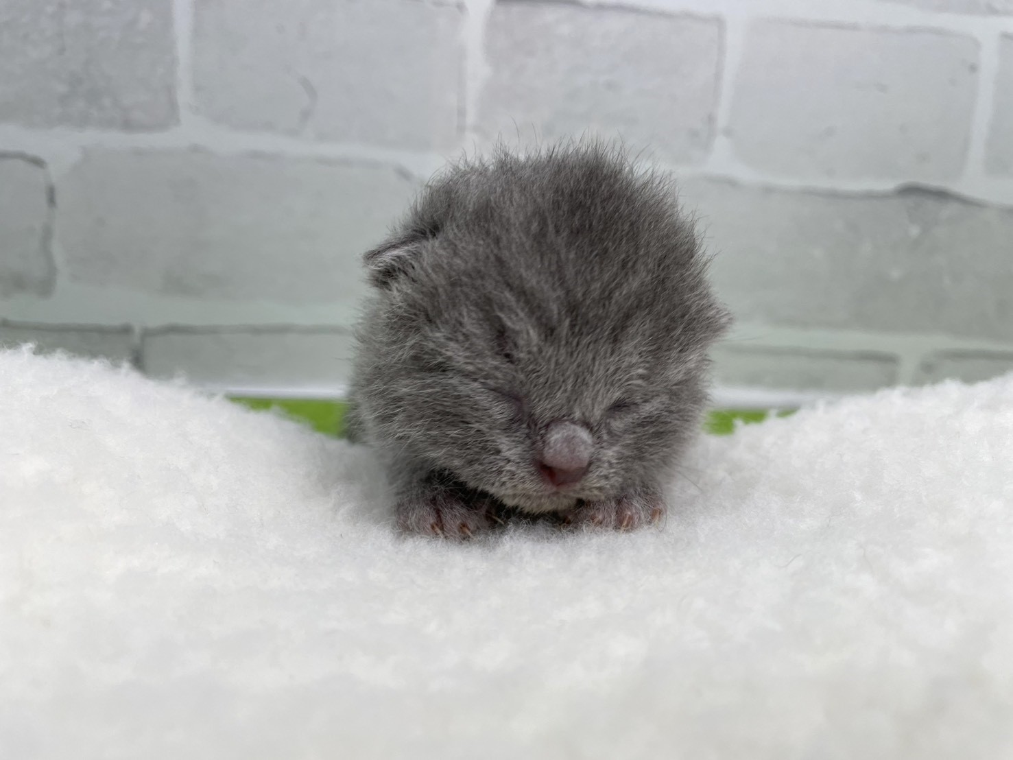 シャルトリュー