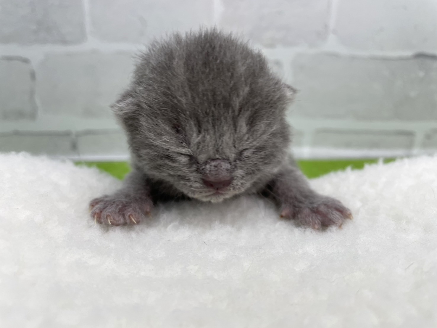 シャルトリュー