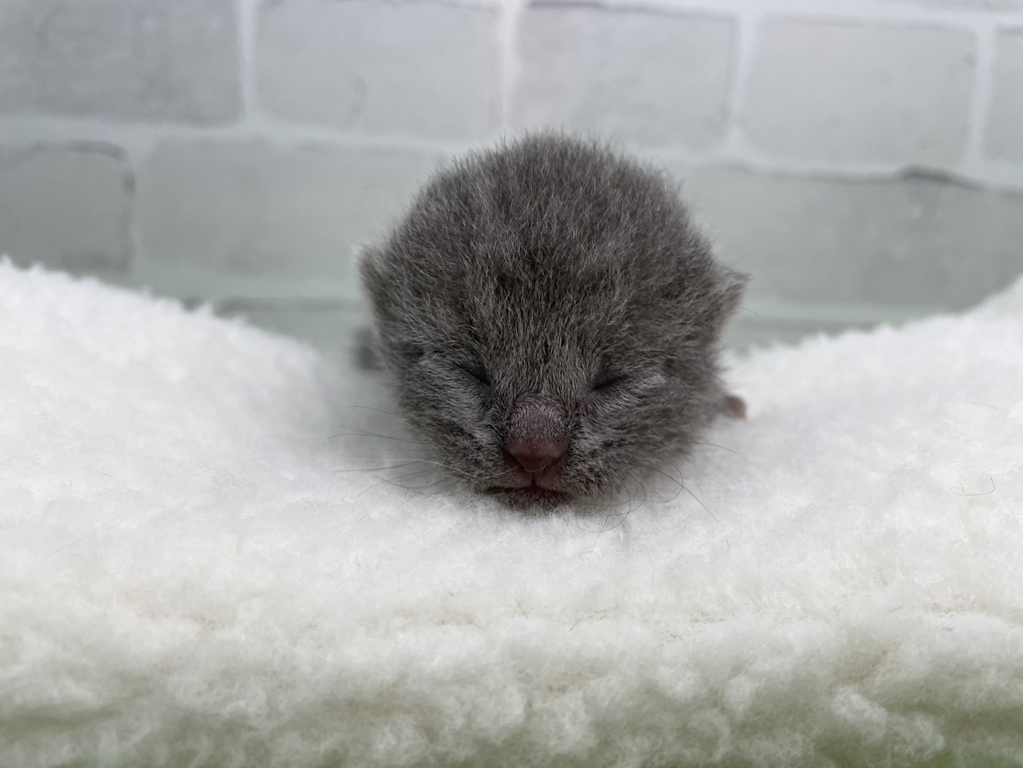 シャルトリュー