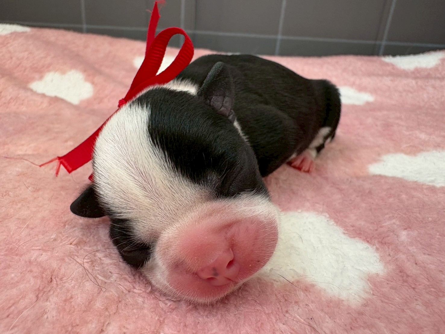 ボストンテリア