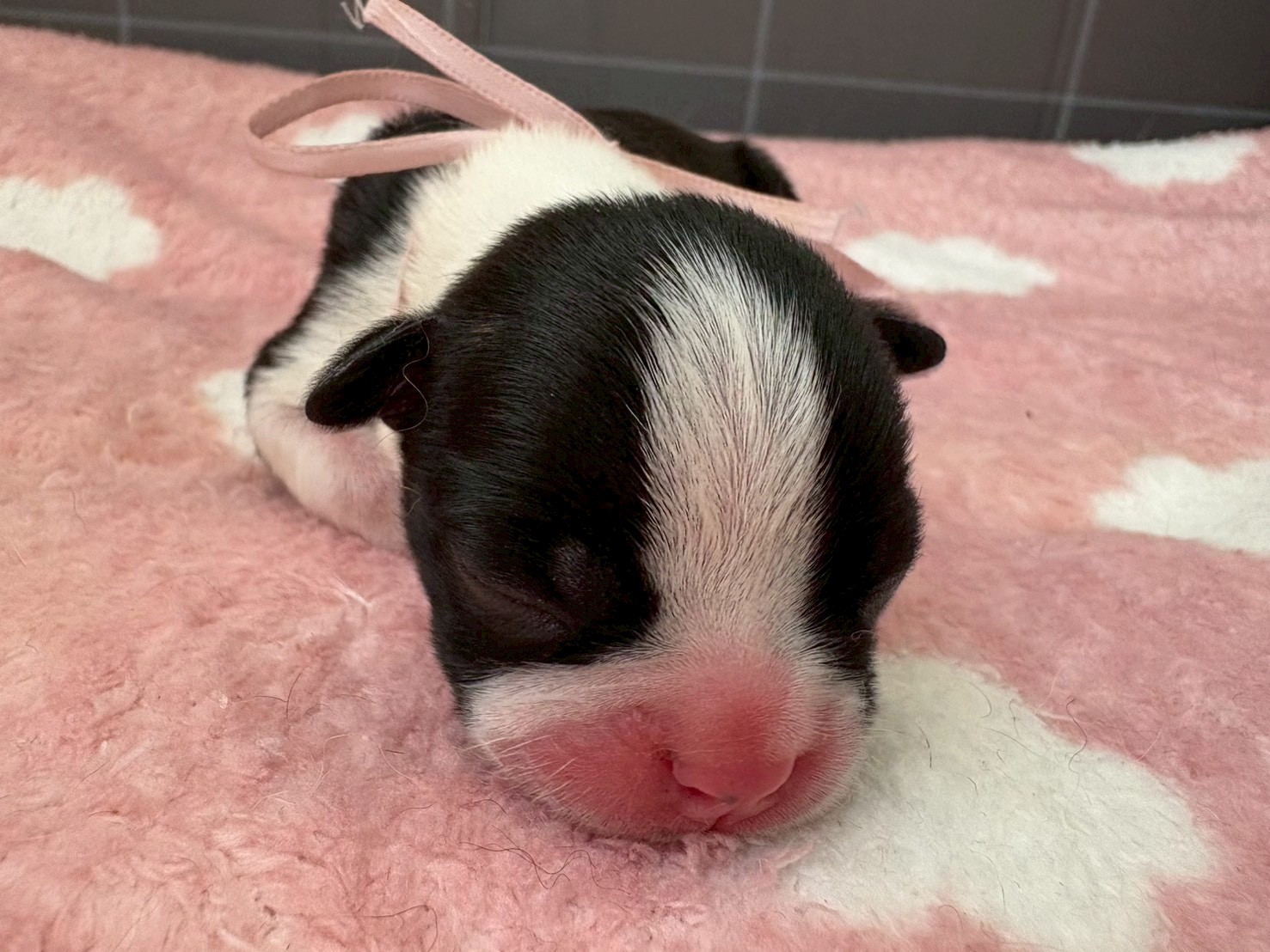 ボストンテリア