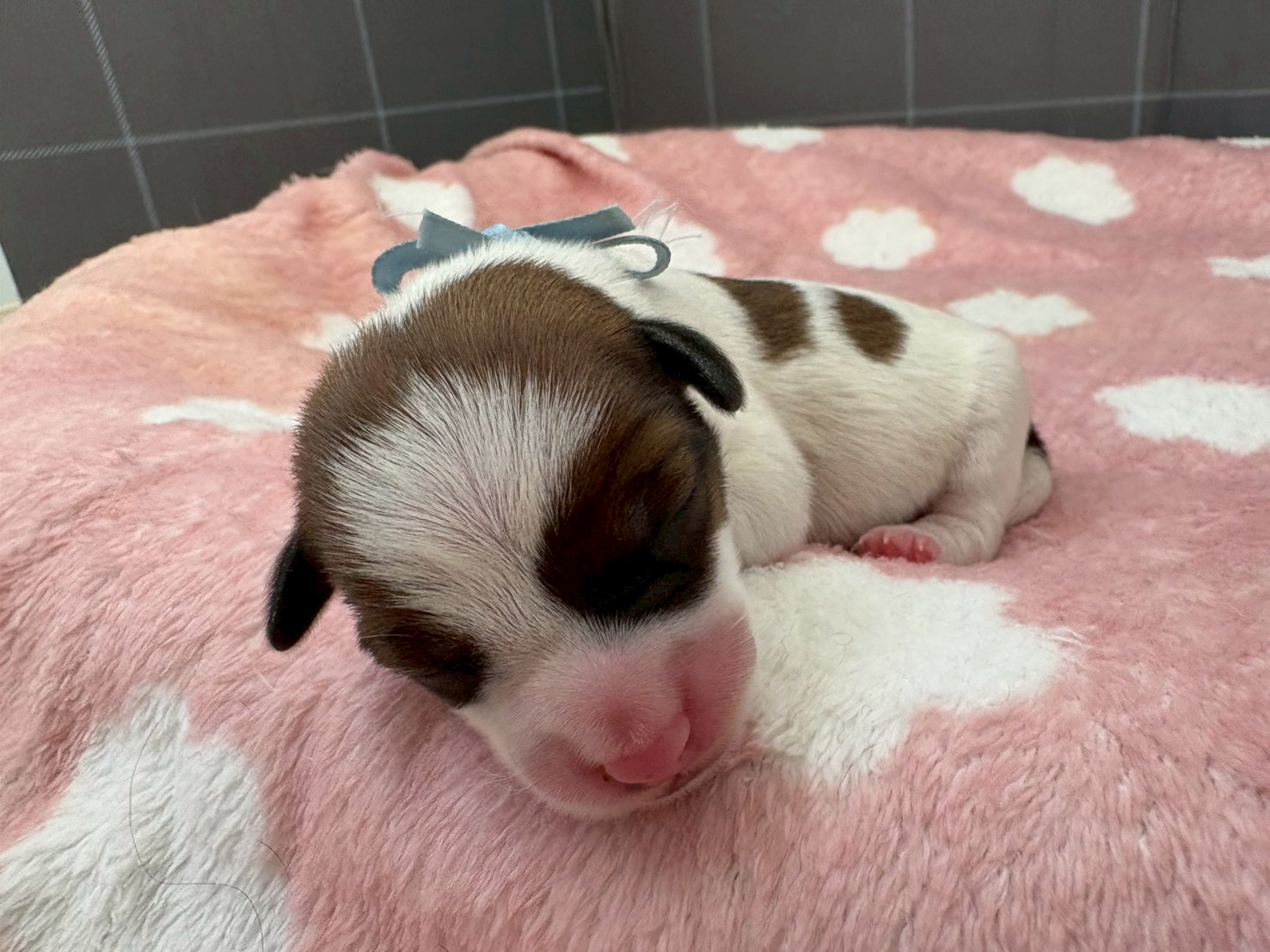 ジャックラッセルテリア