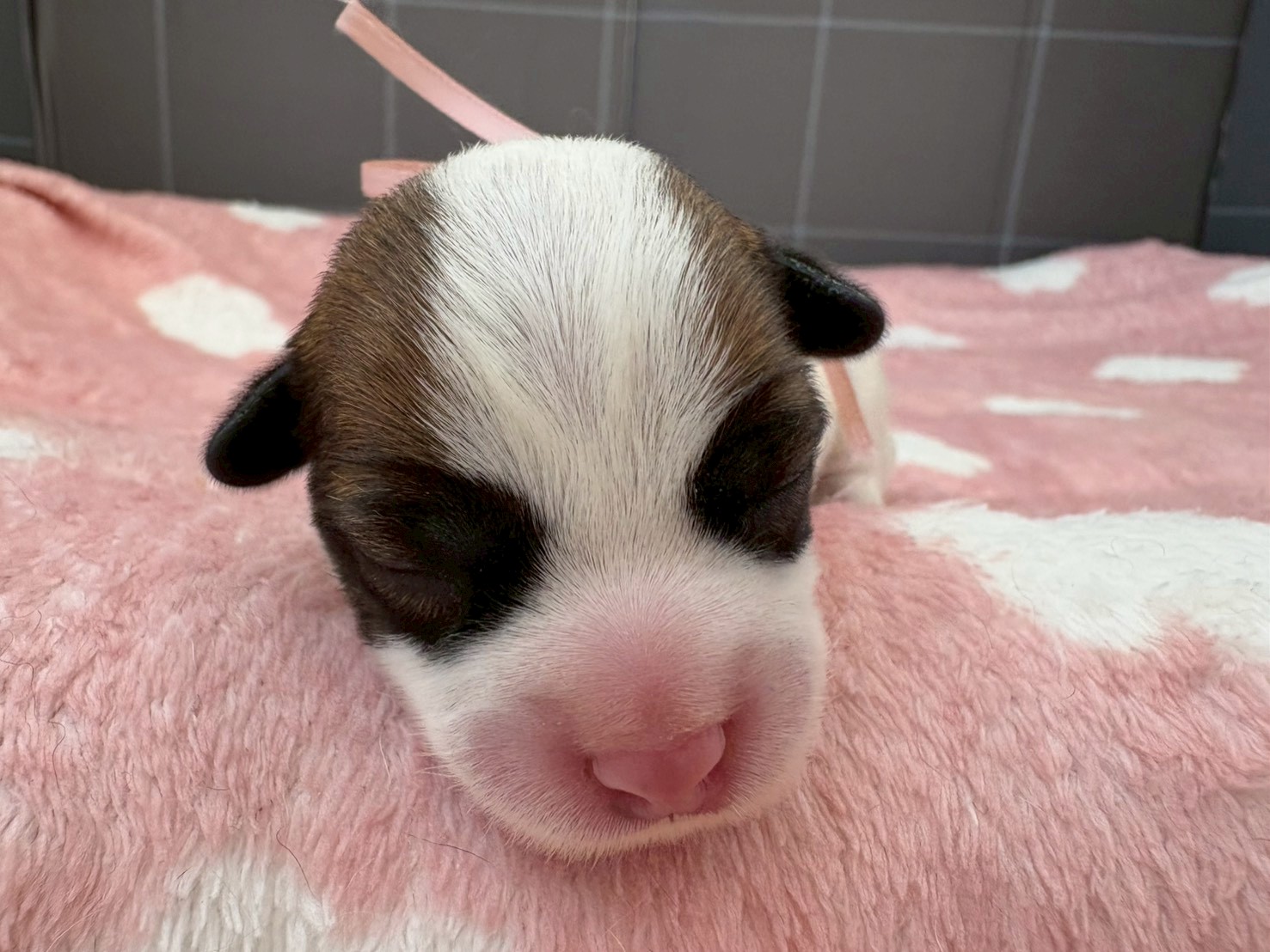 ジャックラッセルテリア