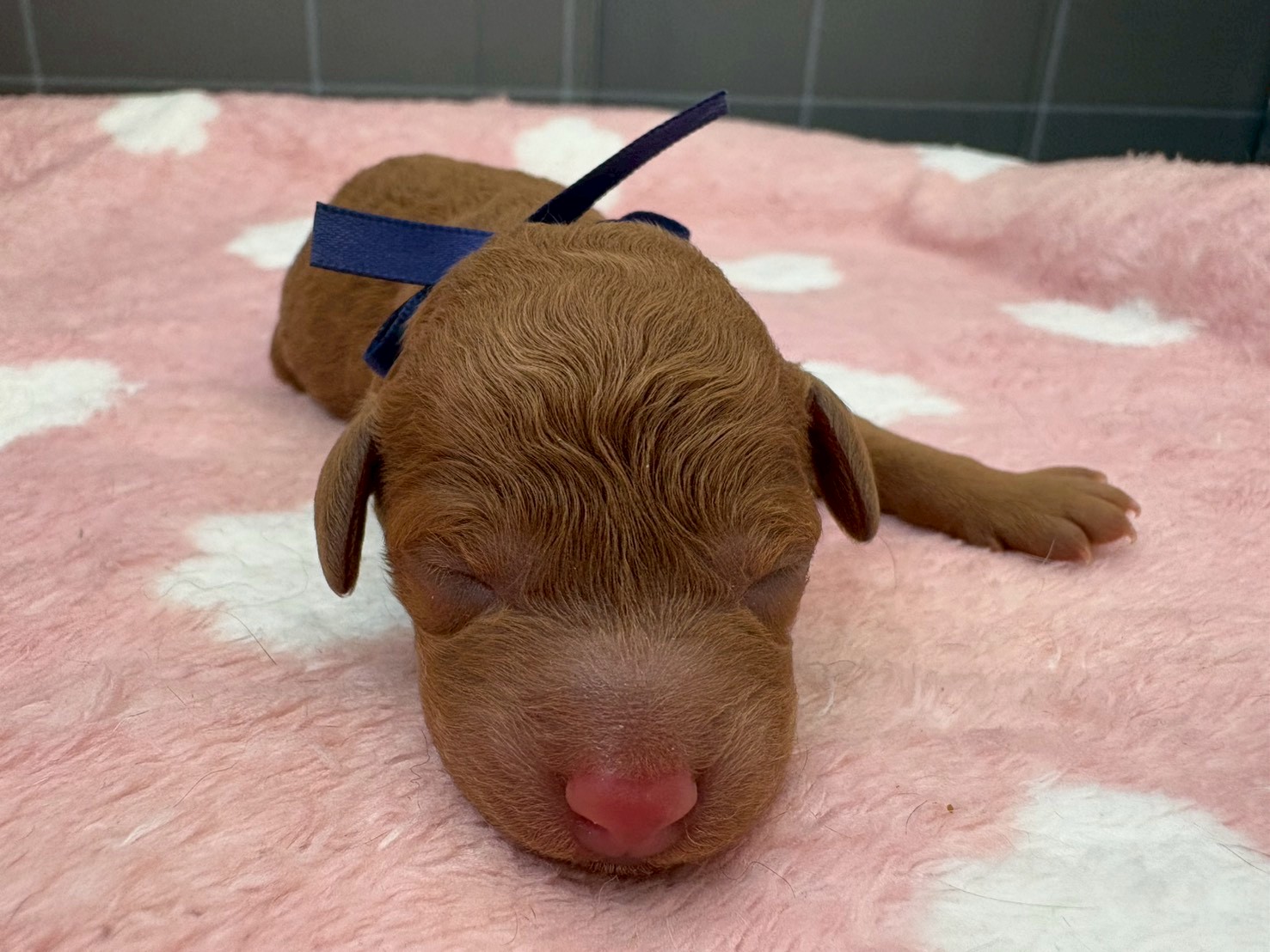 トイ・プードル