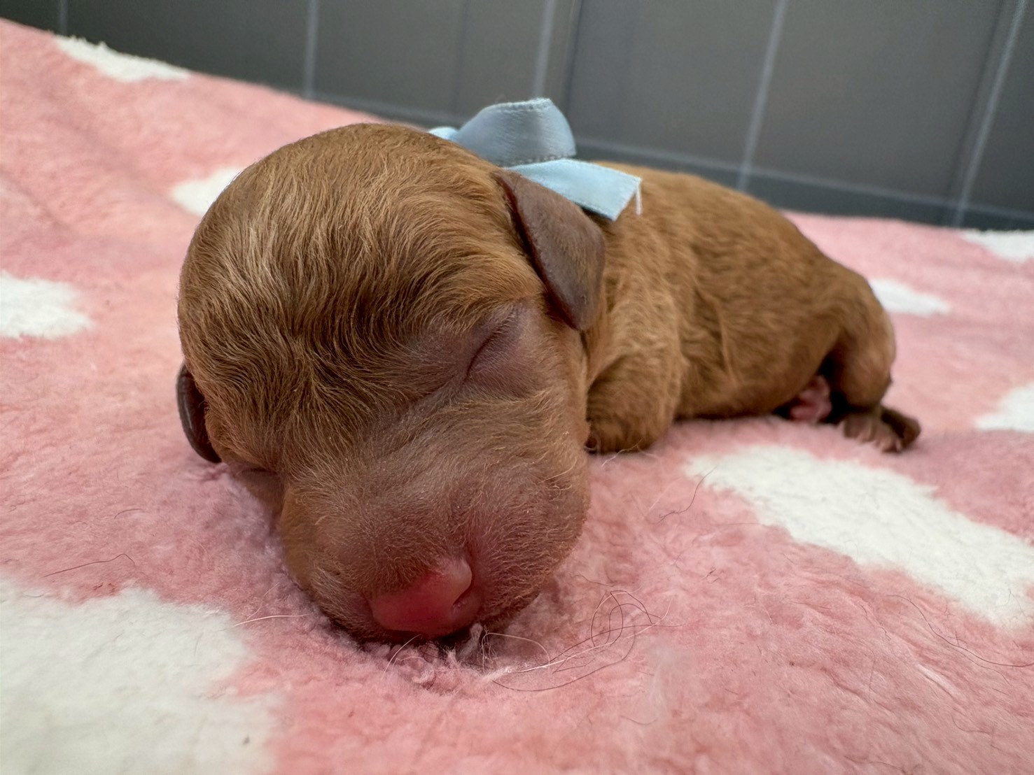 トイ・プードル