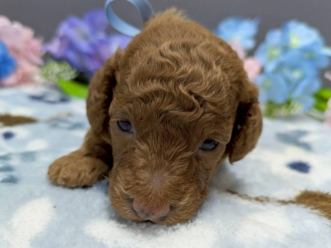 トイ・プードル