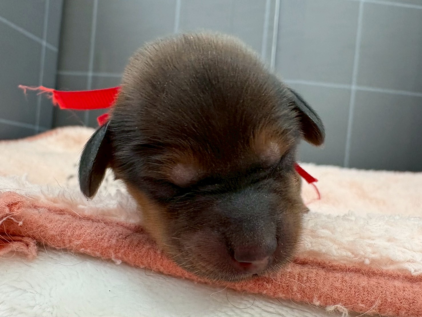 カニンヘンダックスフンド